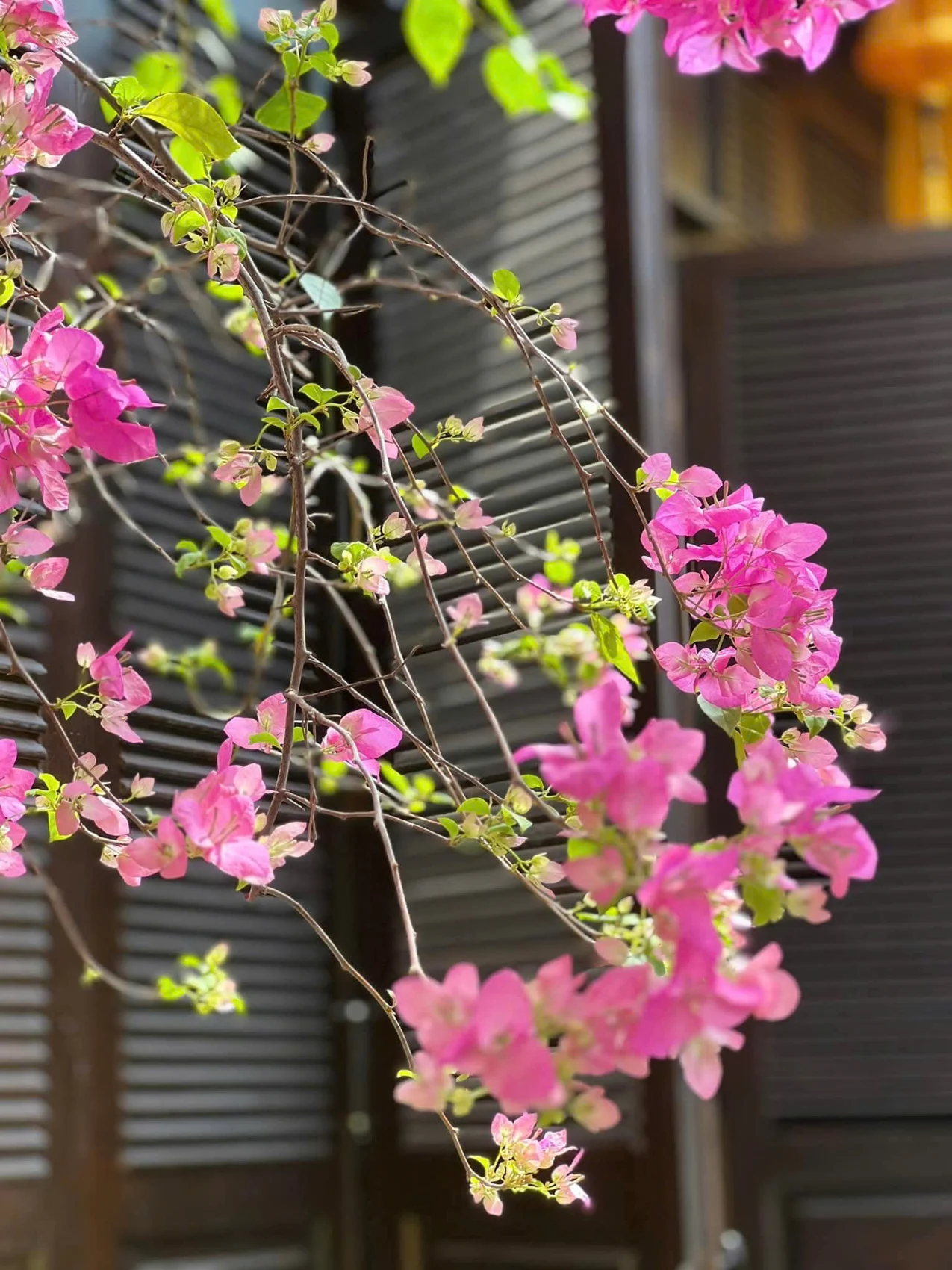 Cành hoa giấy trước cửa gỗ