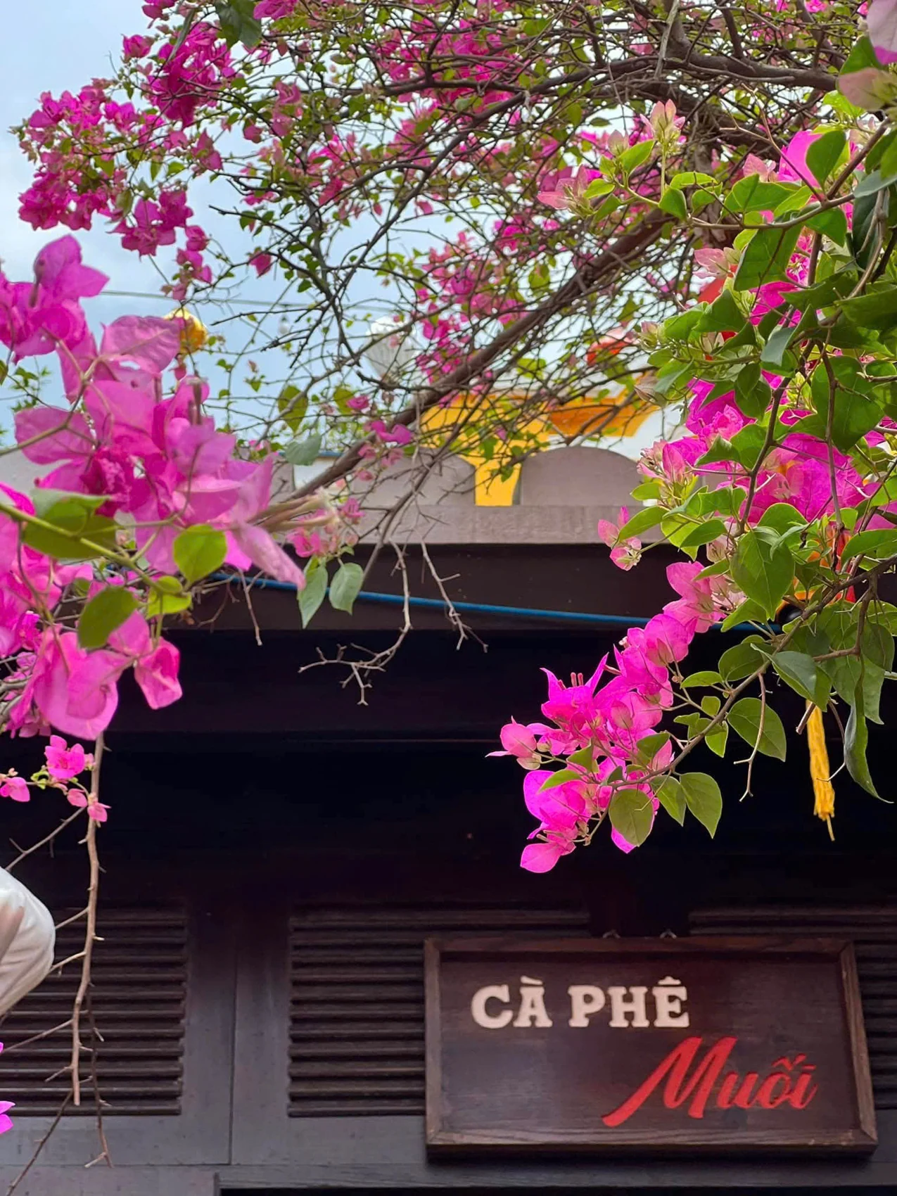Hoa giấy bên biển Cà Phê Mưa