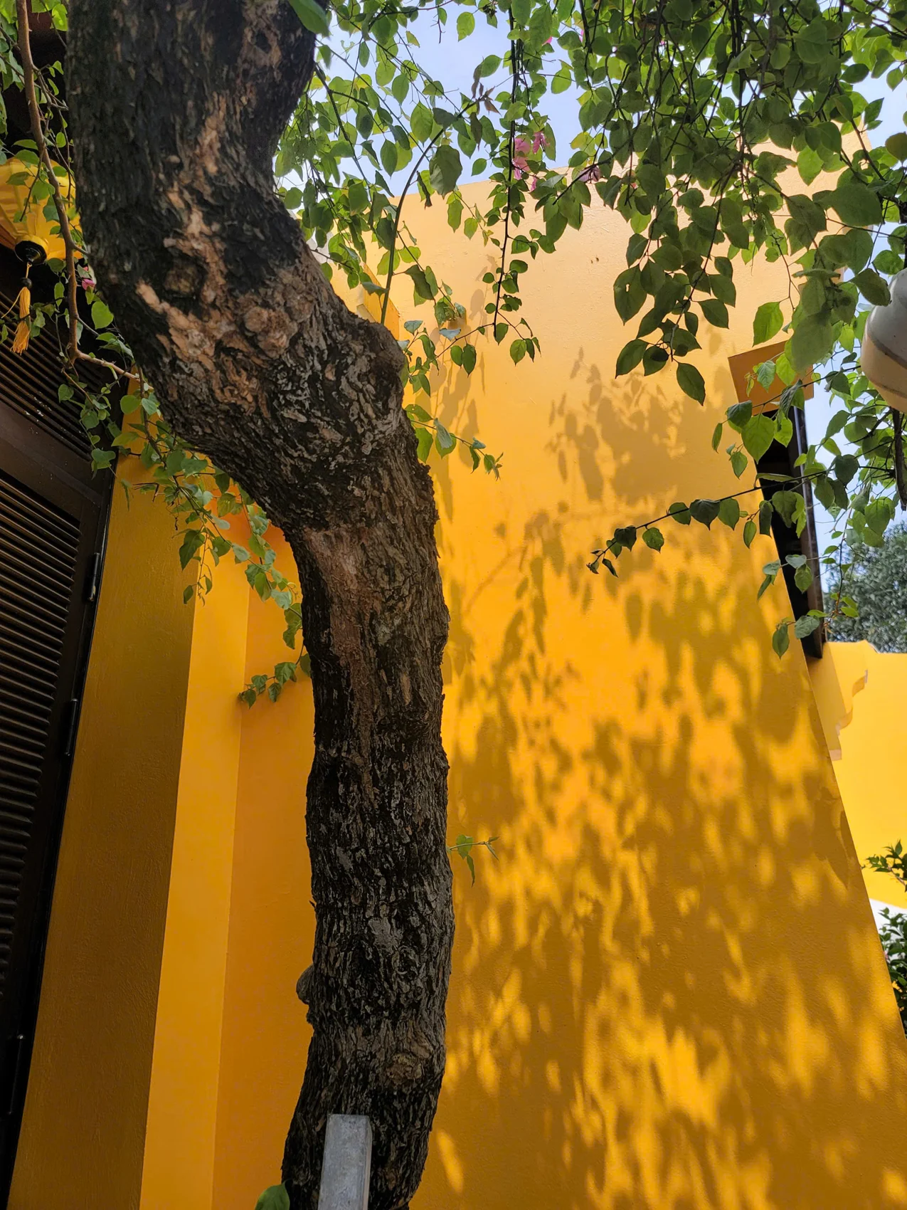 Thân cây và bóng lá trên tường vàng
